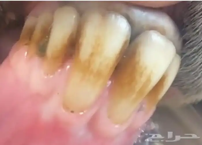 النوع   رخل حدرها طلى 12