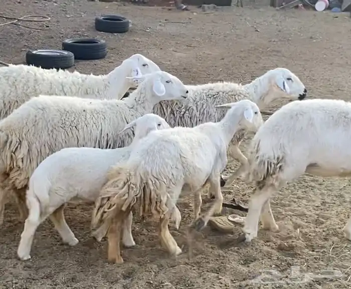 ضان حريات حرش ولد 3
