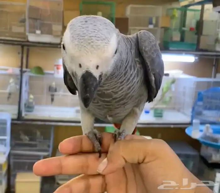 للبيع ببغاء كاسكو فرخ اليف جدا ومتكلم 1