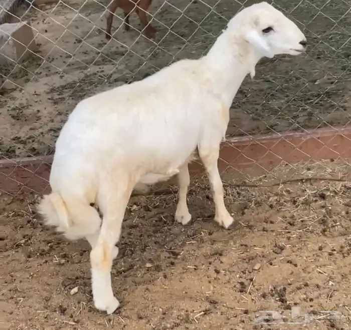 خاروف للبيع كفو 0