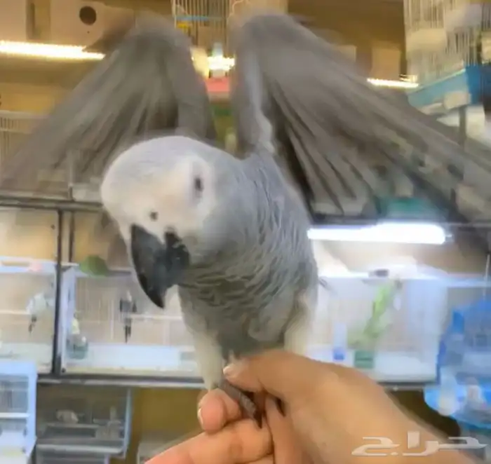 للبيع ببغاء كاسكو فرخ اليف جدا ومتكلم 0