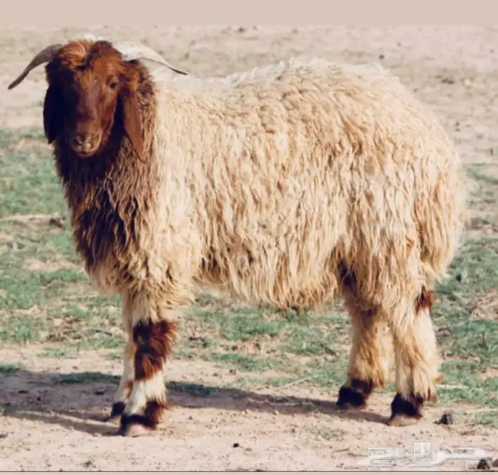 للبيع طليان بريه بلدي طيبه وسعر ممتاز 1