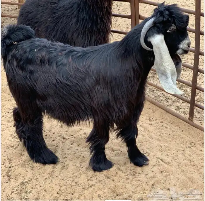 للبيع طليان بريه بلدي طيبه وسعر ممتاز 2