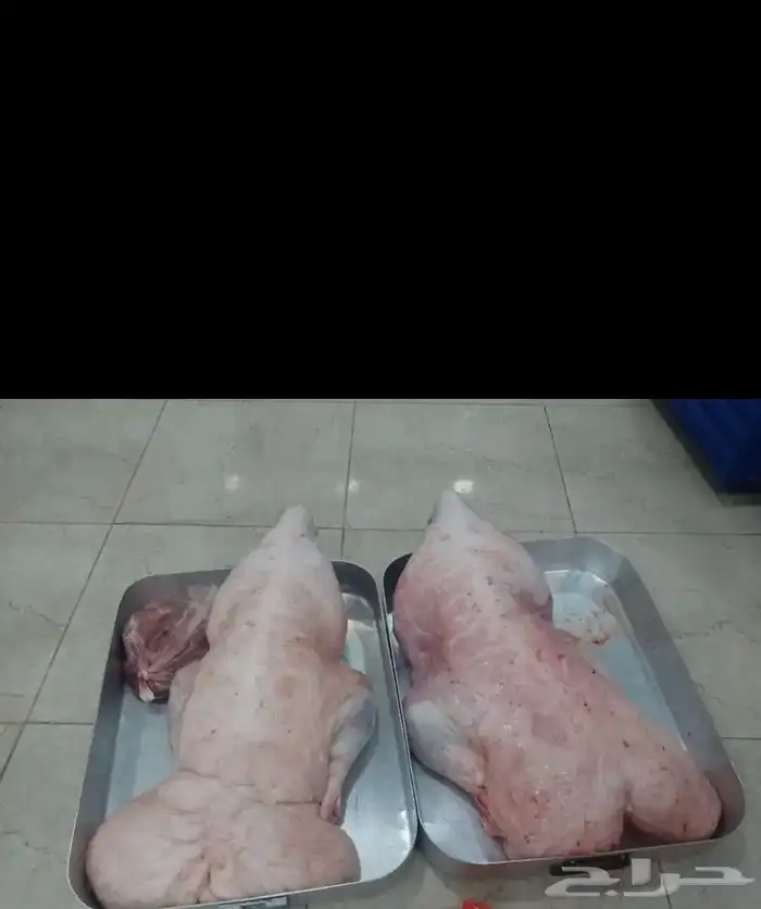 للبيع طليان بريه بلدي طيبه وسعر ممتاز 4