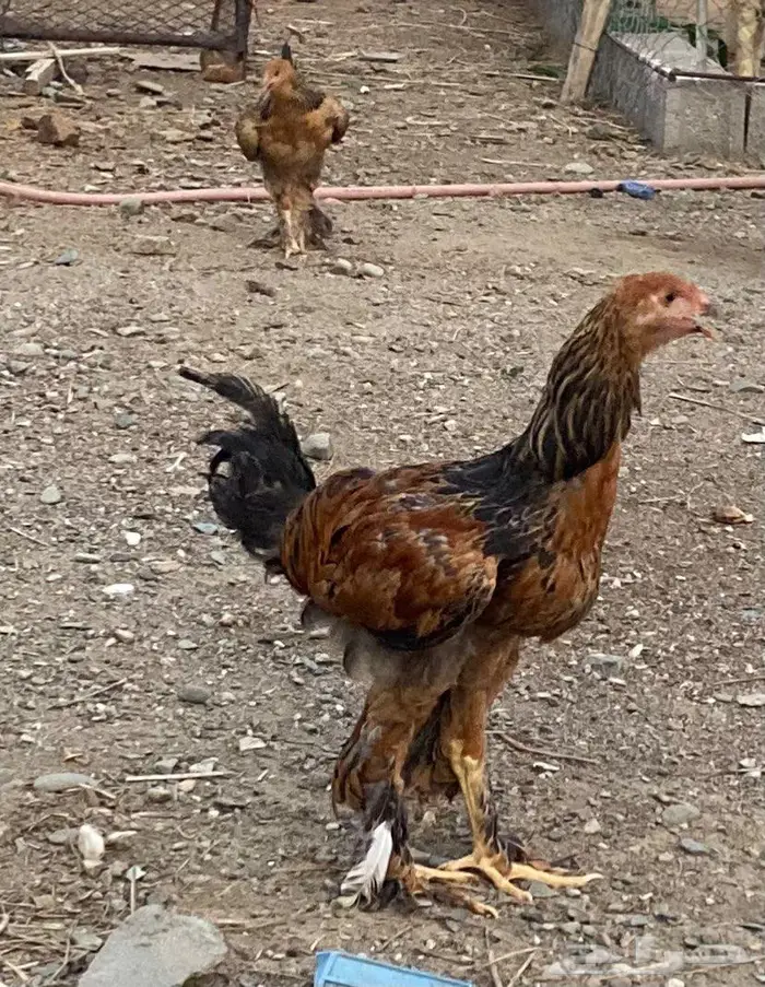 دجاج براهما 2