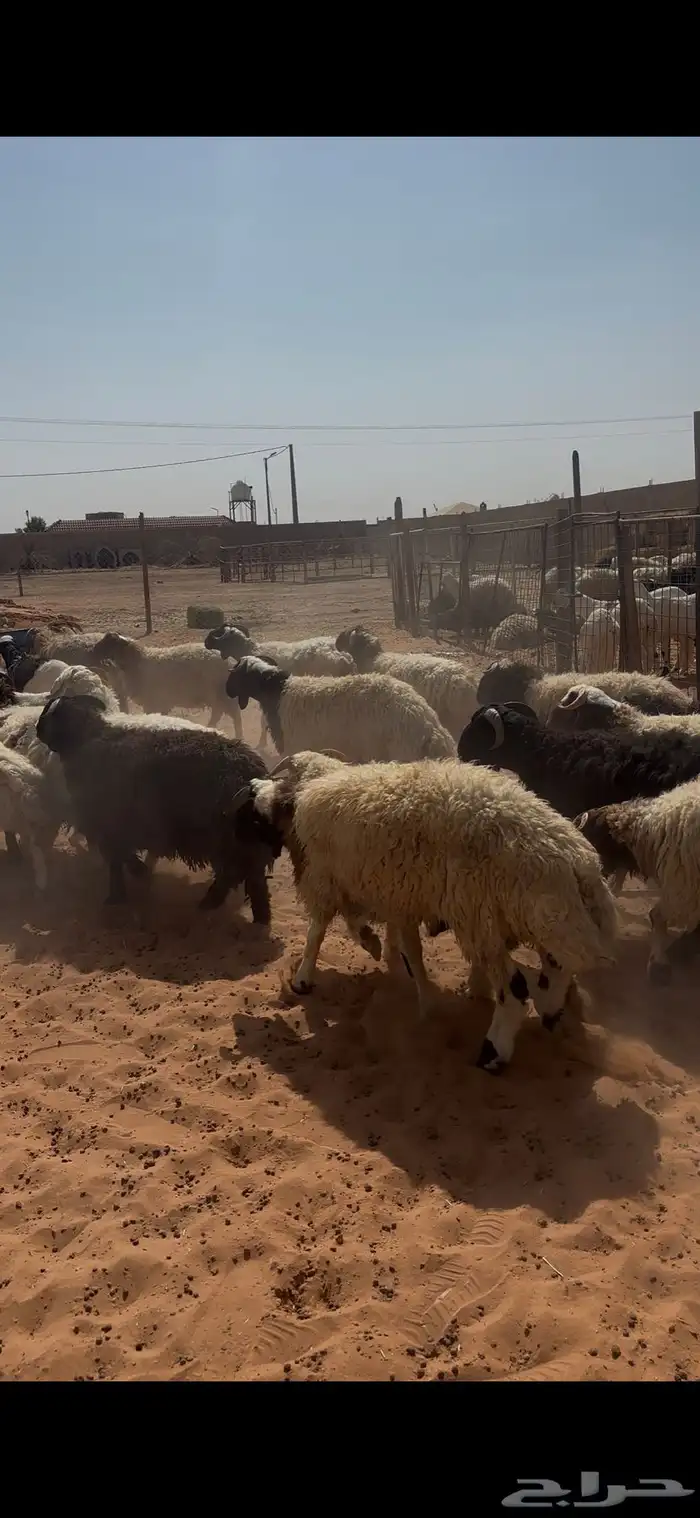 نعيم اردني مربوط فل شحم عدد100 1