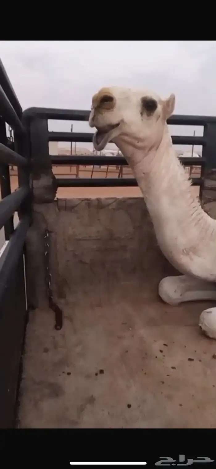 بكره حواره باتليه كفو 0