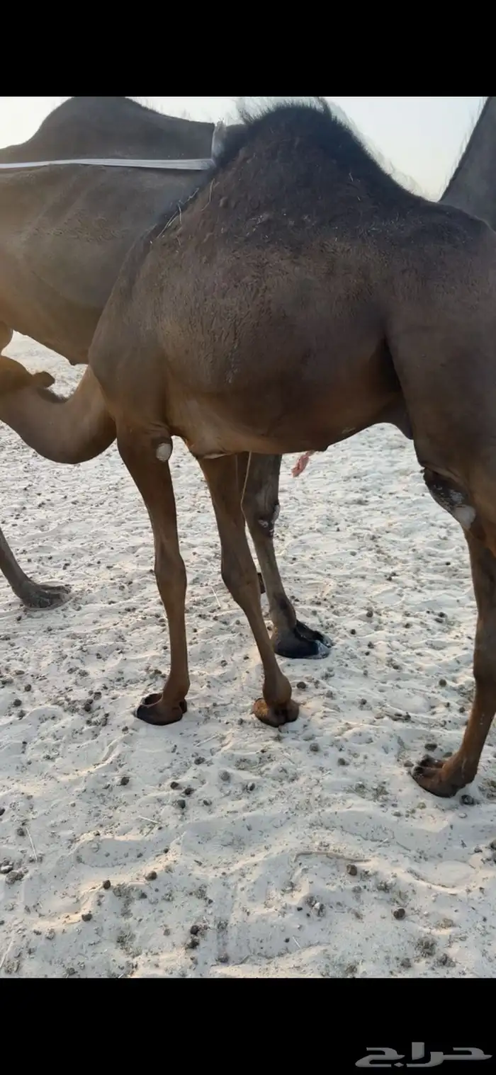 قعدان قصب الموقع يبرين 0