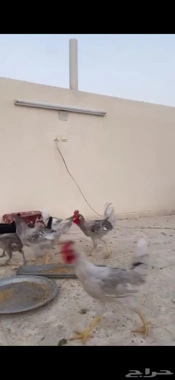 شارع محمد بن سلمان 0