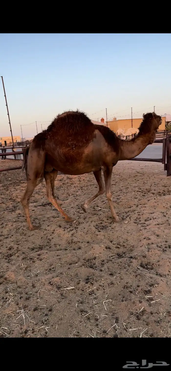 لقحه ساحليه حمرا 1