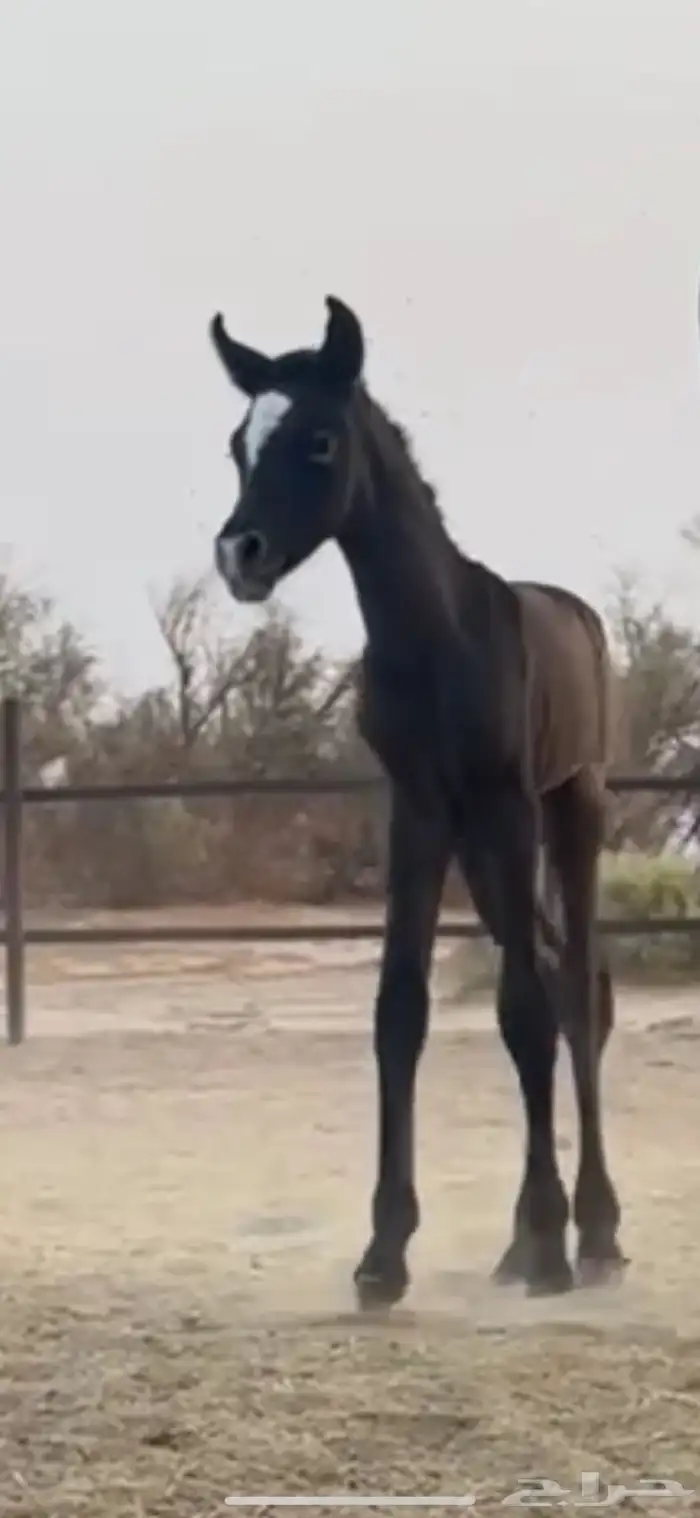 للبيع فرس عربيه شعبيه طيبه 3
