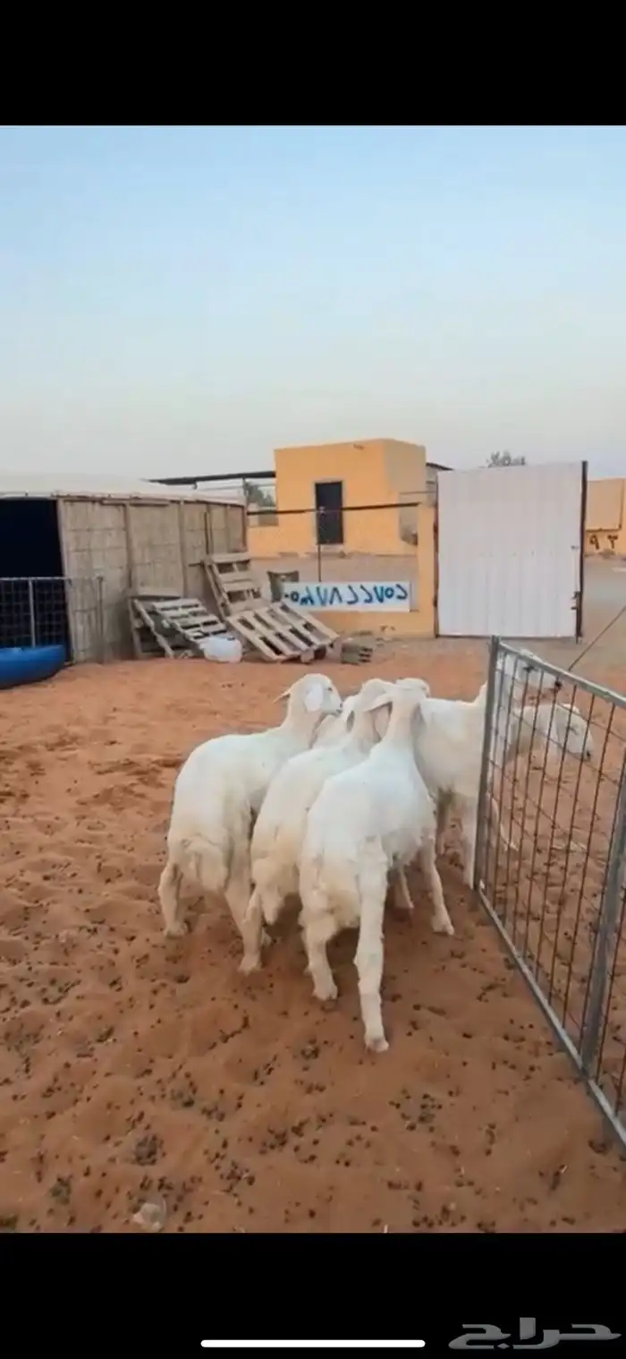 هرافا حريات كلش خروف عدد 5 اللي مو مغلق حد الغلاق نظيفه شرط 0