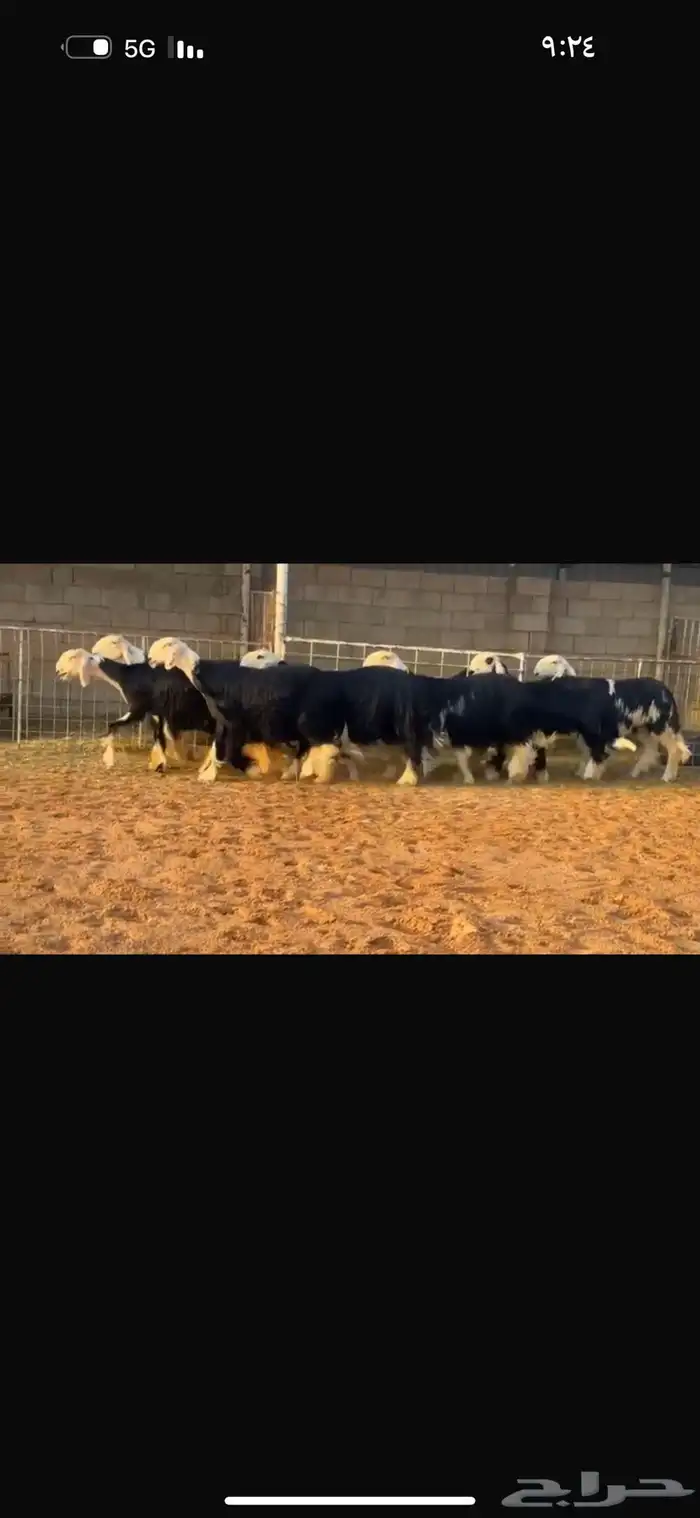 عرض بيع ثنوات وجذعات 1