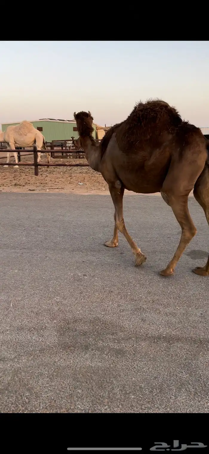 لقحه ساحليه حمرا 3