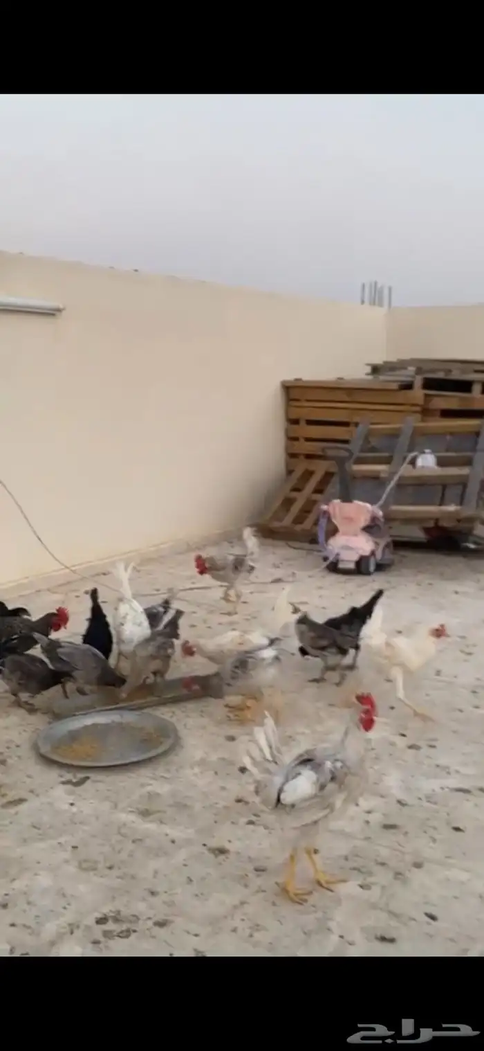 شارع محمد بن سلمان 3