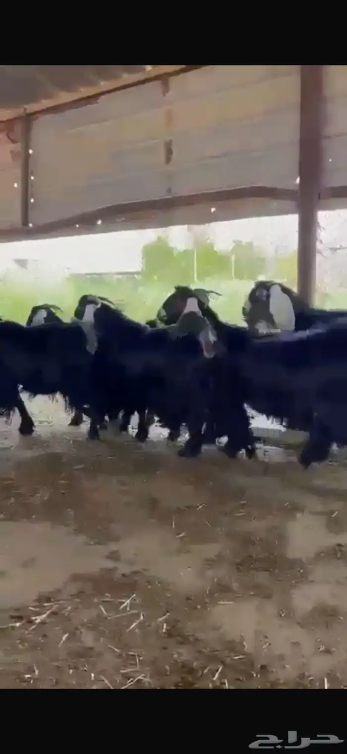 معزا عوارض دفيع شرط للبيع 4