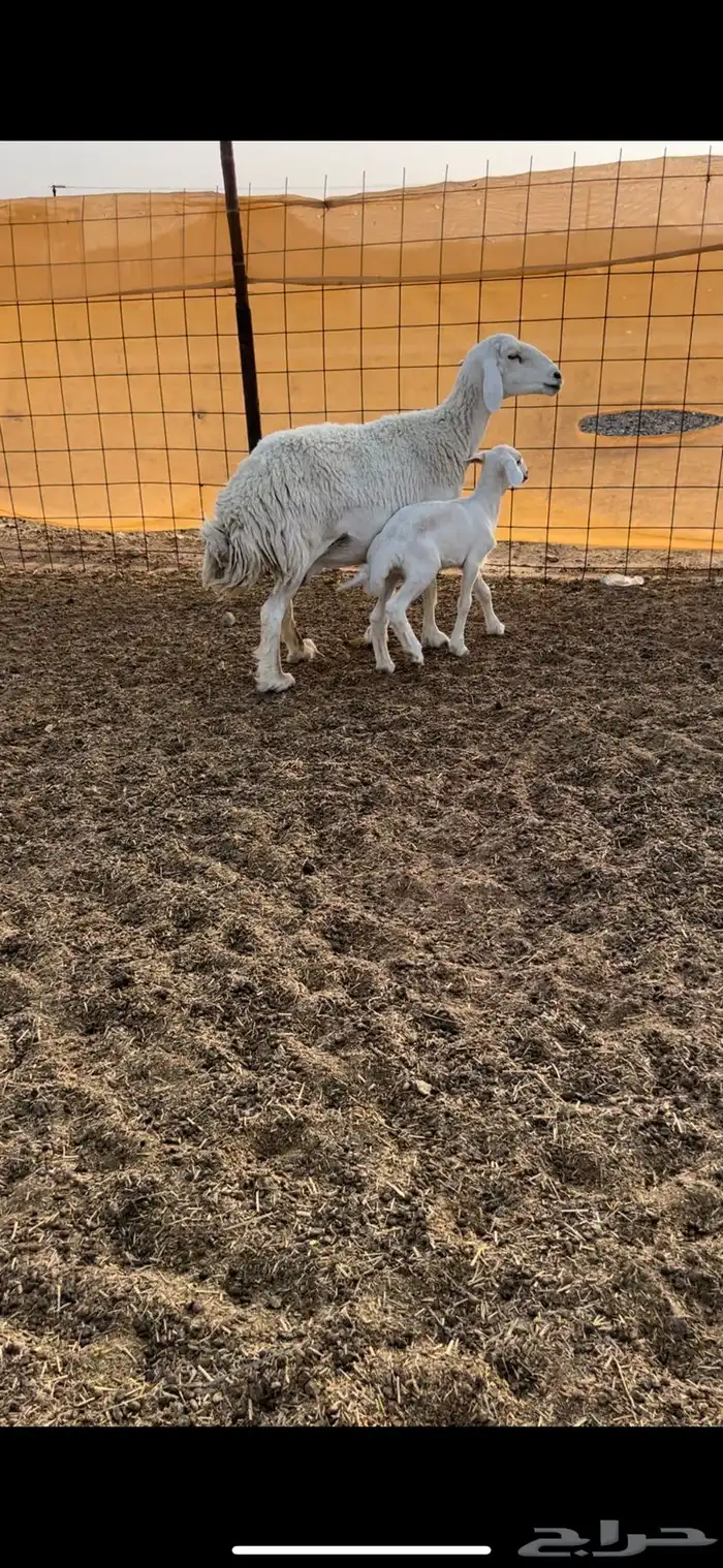 جامع تحتها خروف رايم وديدها سليم مشروطه(( تم البيع )) 0