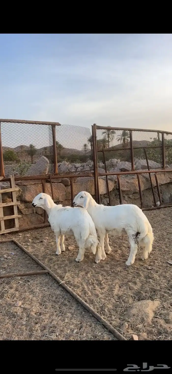 مشاريع صنف نادره 0