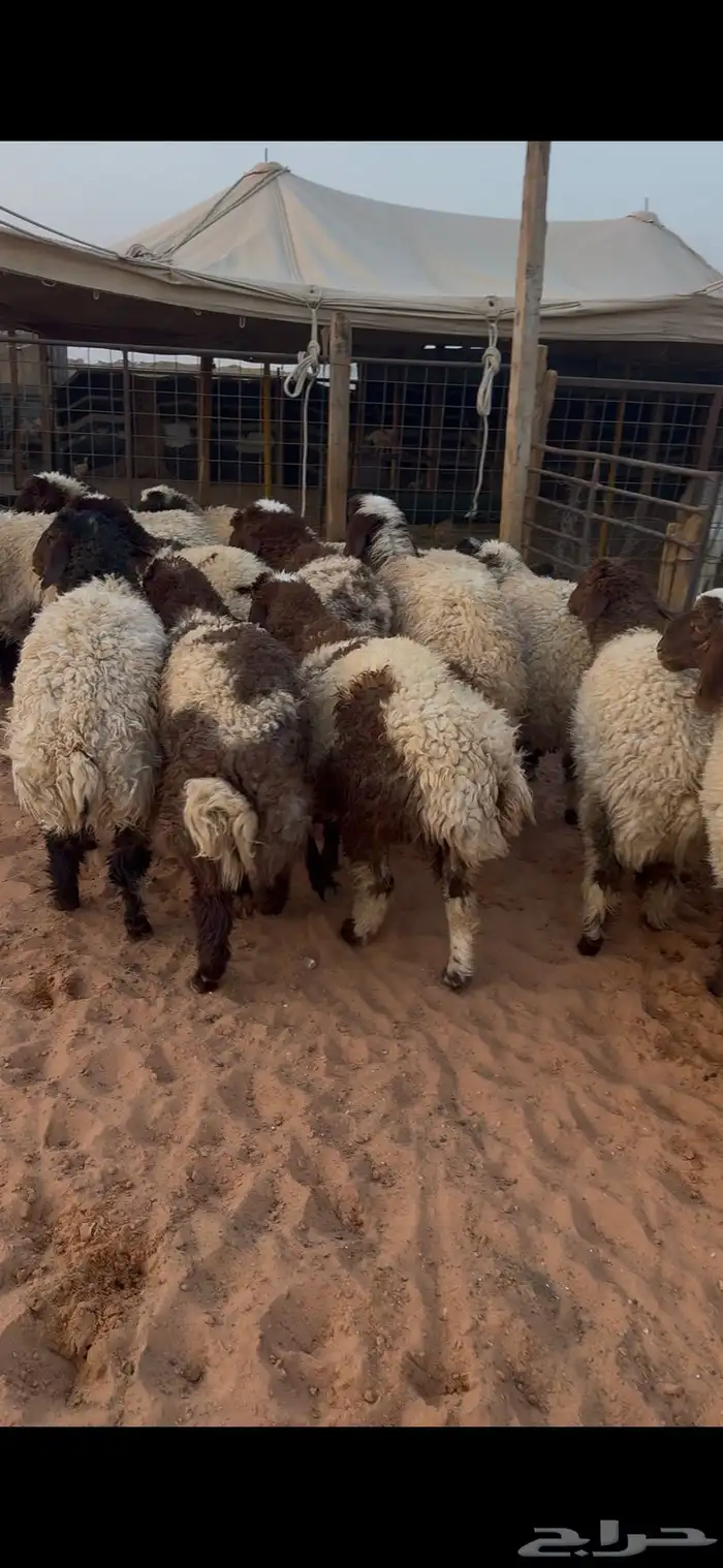 ذبايح رخال طيبه ضهور واطراف 0