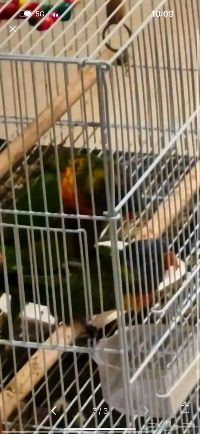 زوج لوري تم سحب البيض 1