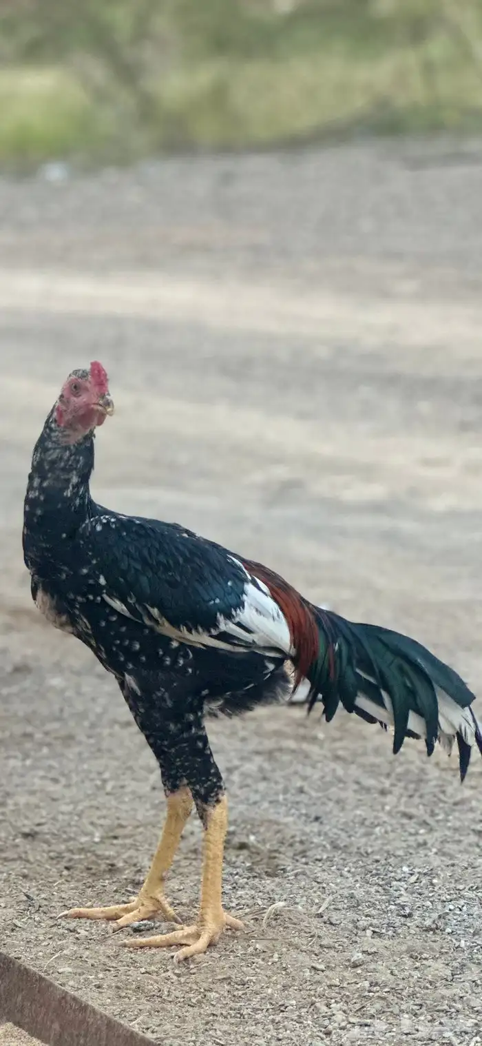 سندي نسل غبشان 2