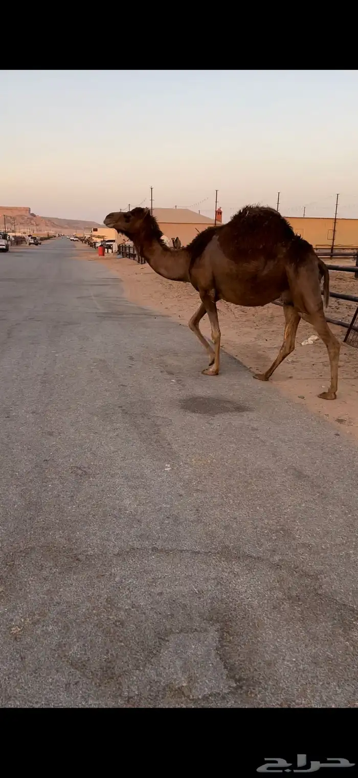 لقحه ساحليه حمرا 2