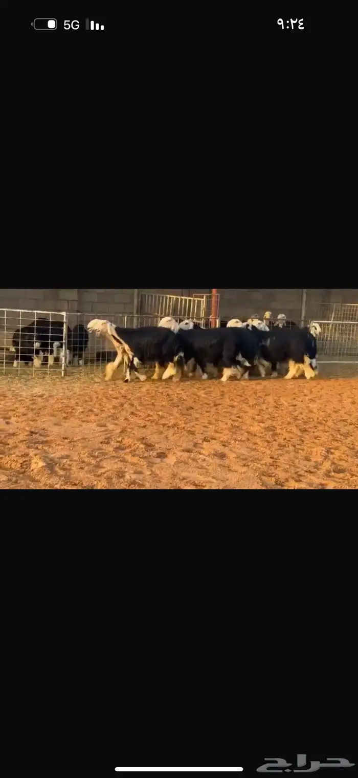 عرض بيع ثنوات وجذعات 4
