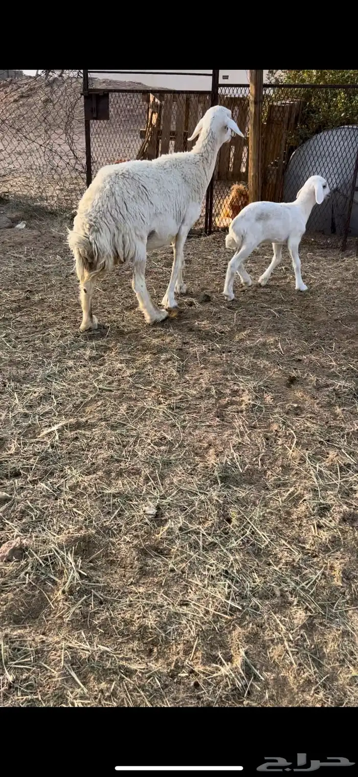 جامع تحتها خروف رايم وديدها سليم مشروطه(( تم البيع )) 2