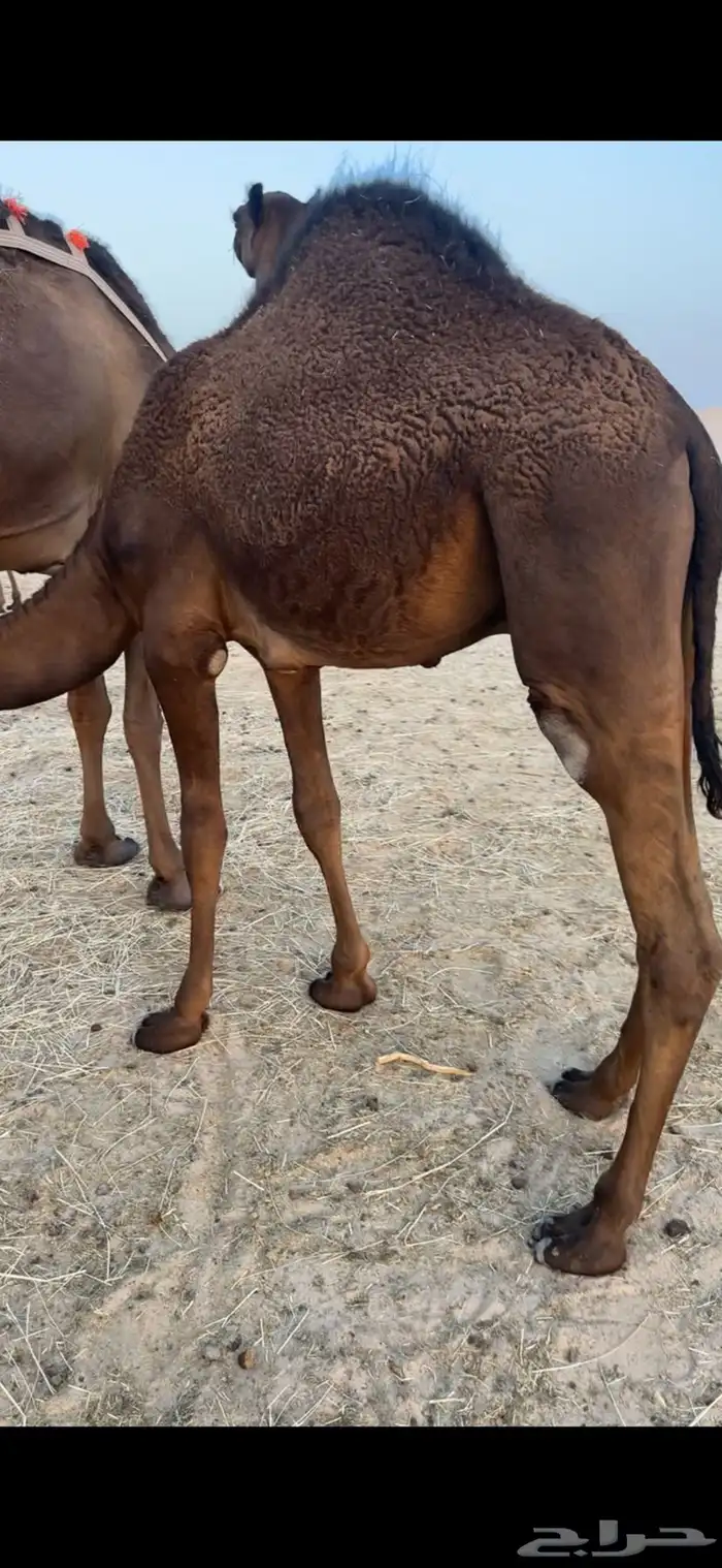 قعدان قصب الموقع يبرين 3
