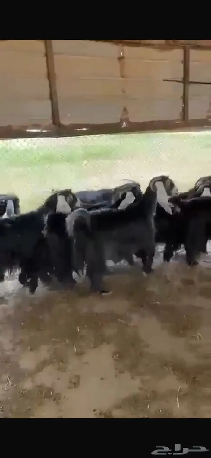 معزا عوارض دفيع شرط للبيع 1