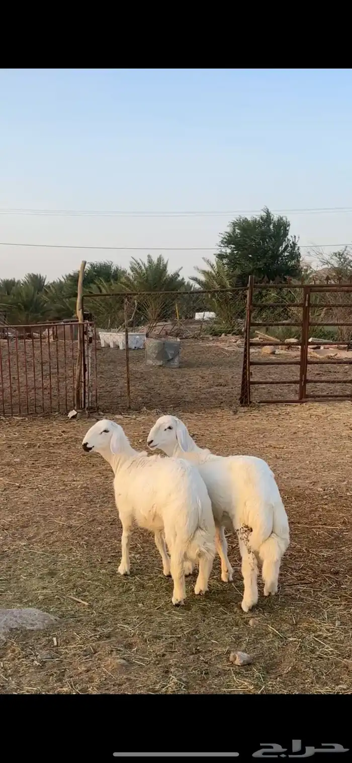 مشاريع صنف نادره 1