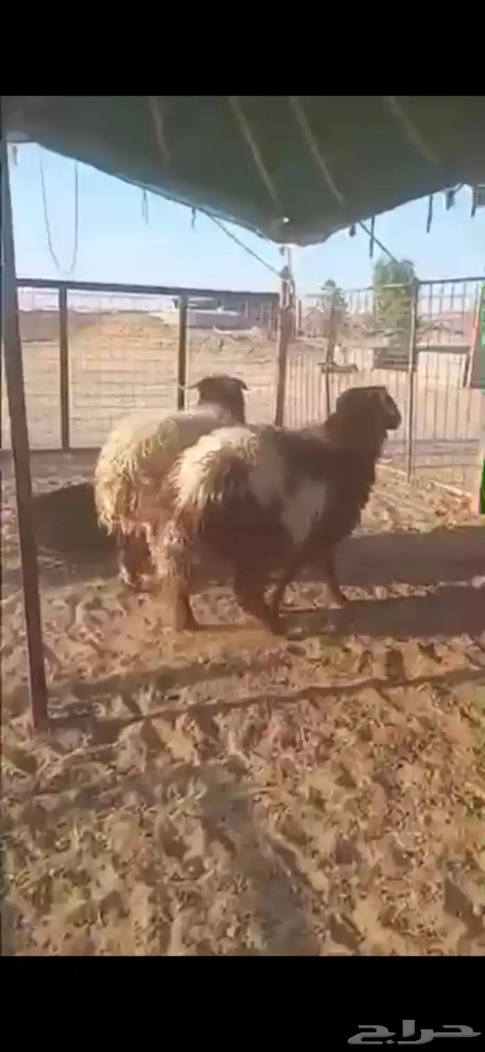 ذبايح خرفان تمايم ومناسبات 0