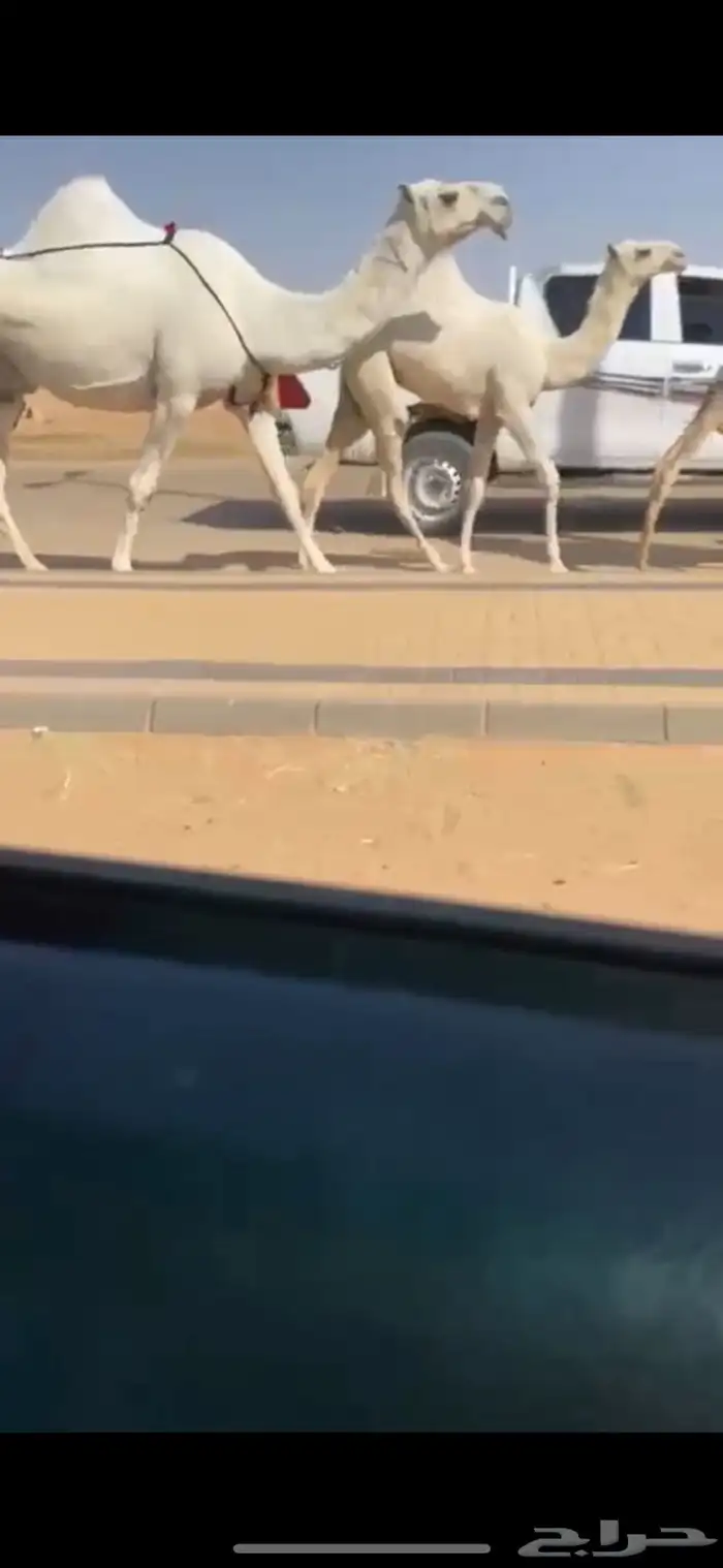 عشرا وضحا ثنو رمانيه حدرها بكره حاكميه 1