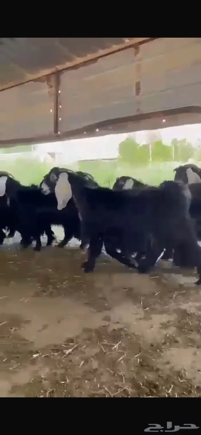 معزا عوارض دفيع شرط للبيع 3