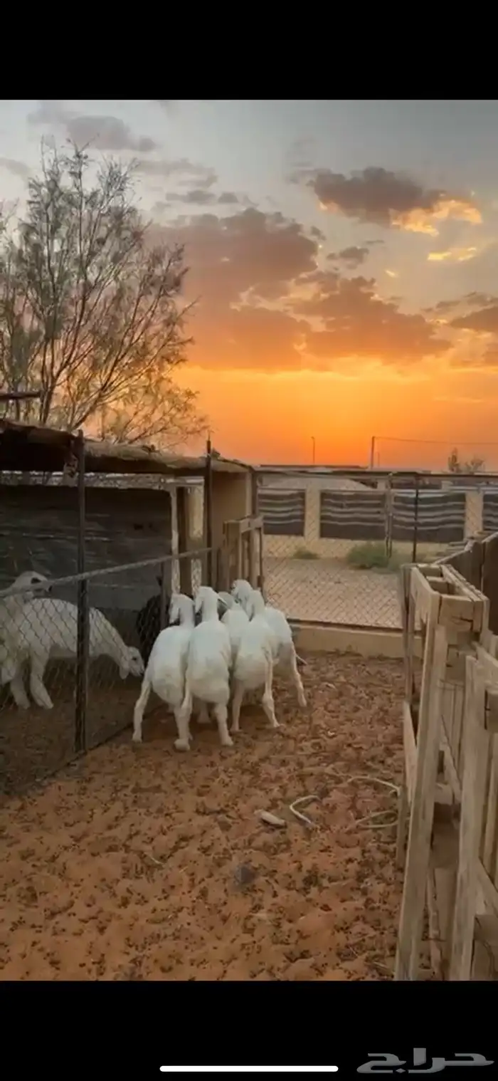 هرافا حريات كلش خروف عدد 5 اللي مو مغلق حد الغلاق نظيفه شرط 3