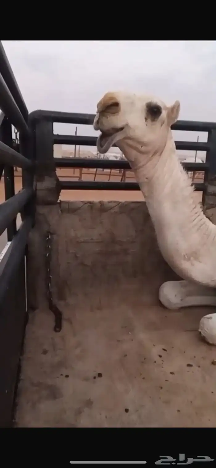 بكره حواره باتليه كفو 1