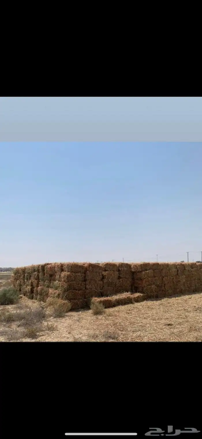 ذره حمرا جيزانيه ورق طيب الكميه محدوده 0