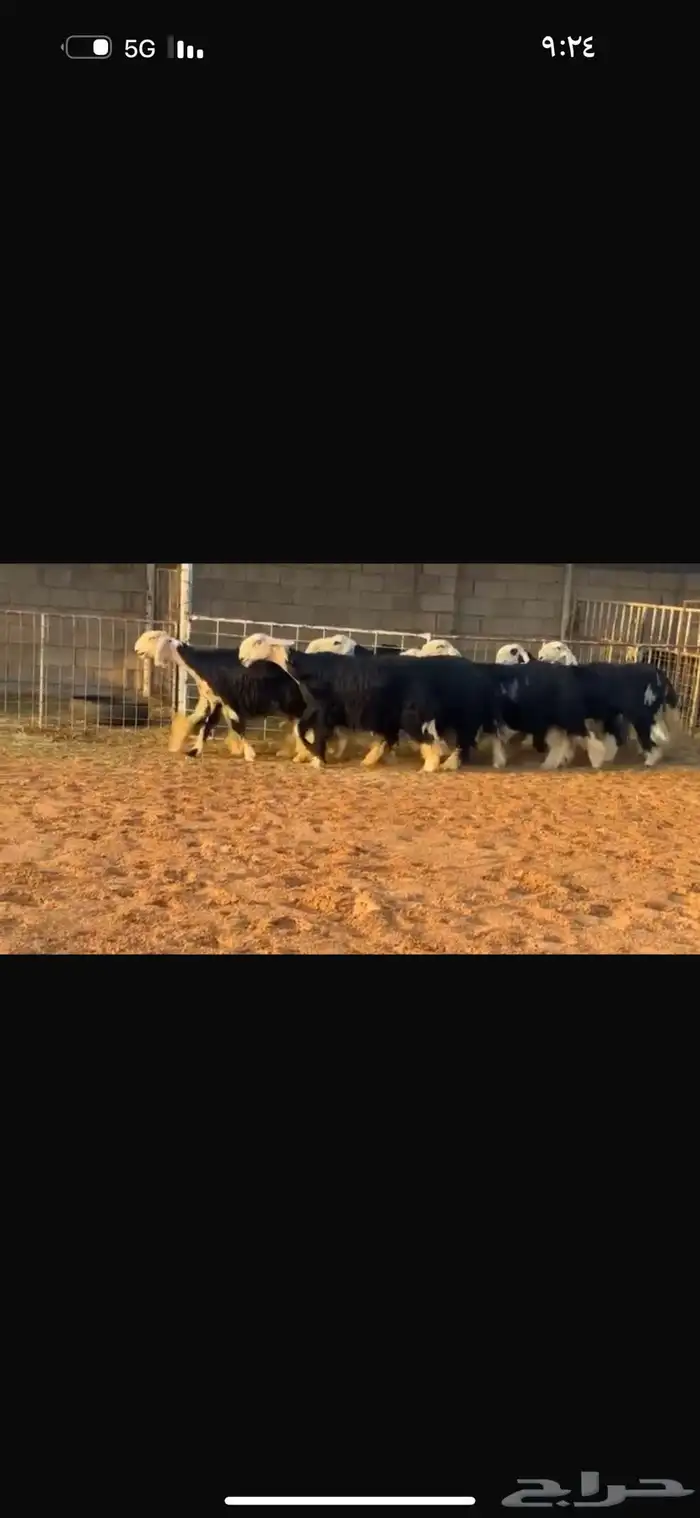 عرض بيع ثنوات وجذعات 2