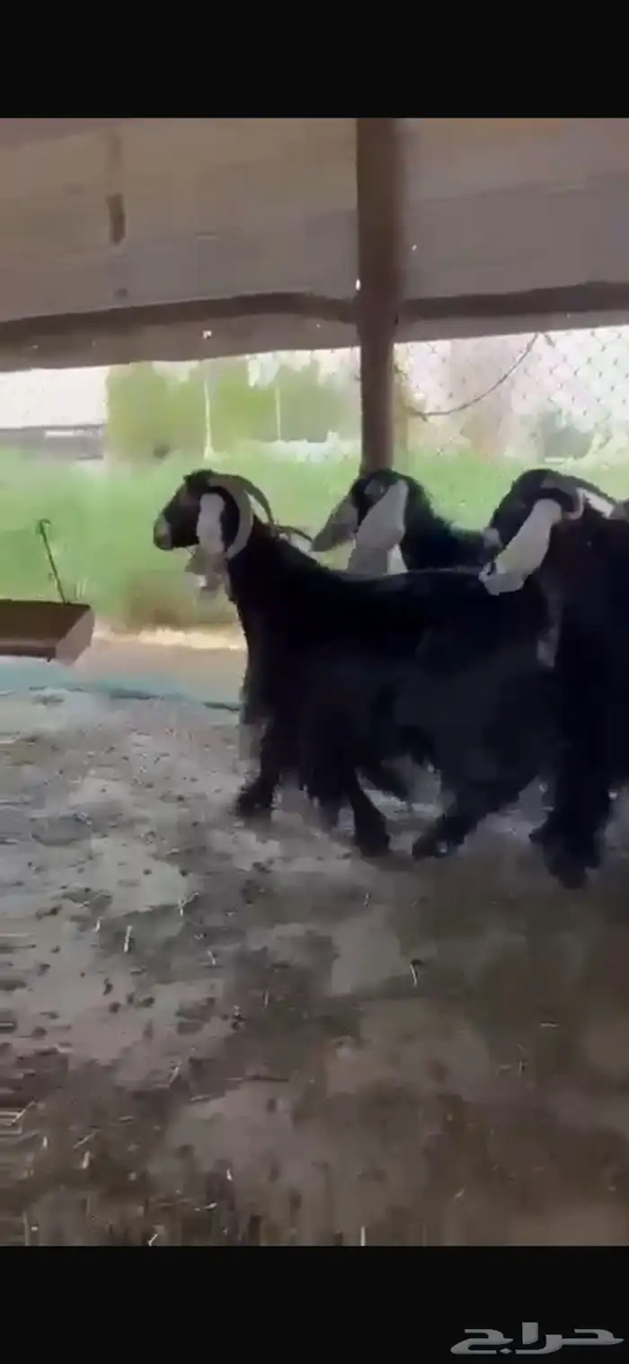معزا عوارض دفيع شرط للبيع 6
