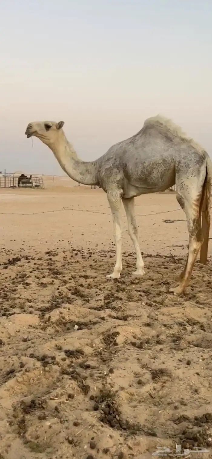 حواره كفو 0