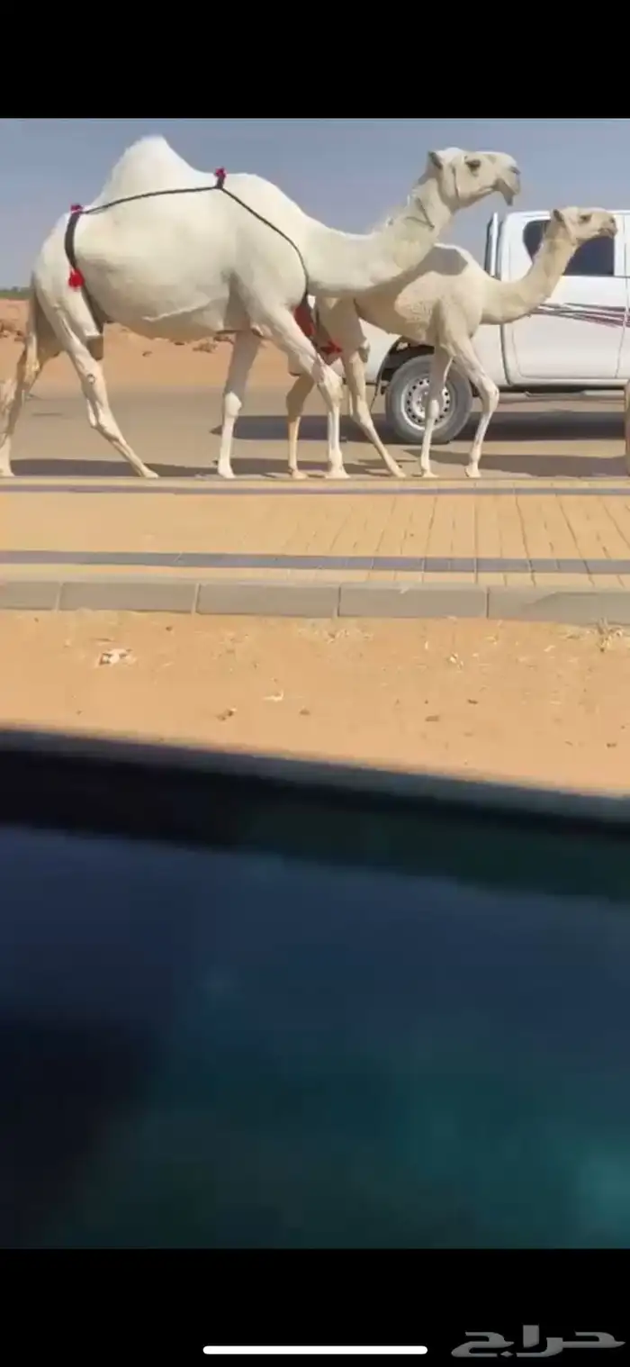 عشرا وضحا ثنو رمانيه حدرها بكره حاكميه 0