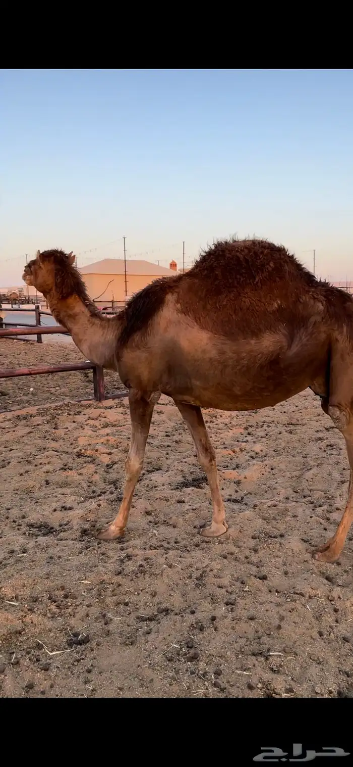 لقحه ساحليه حمرا 4