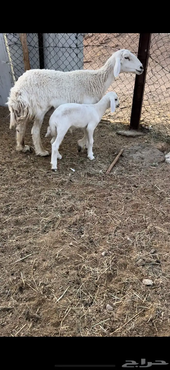 جامع تحتها خروف رايم وديدها سليم مشروطه(( تم البيع )) 1