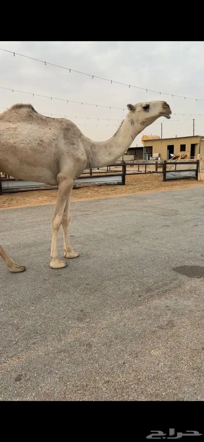 بكرة شقحا كفو 1
