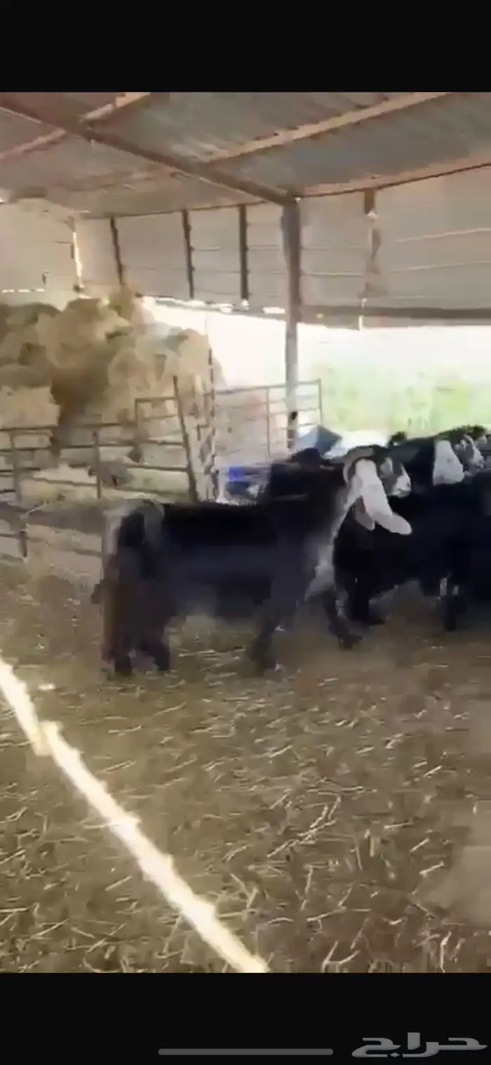 معزا عوارض دفيع شرط للبيع 5