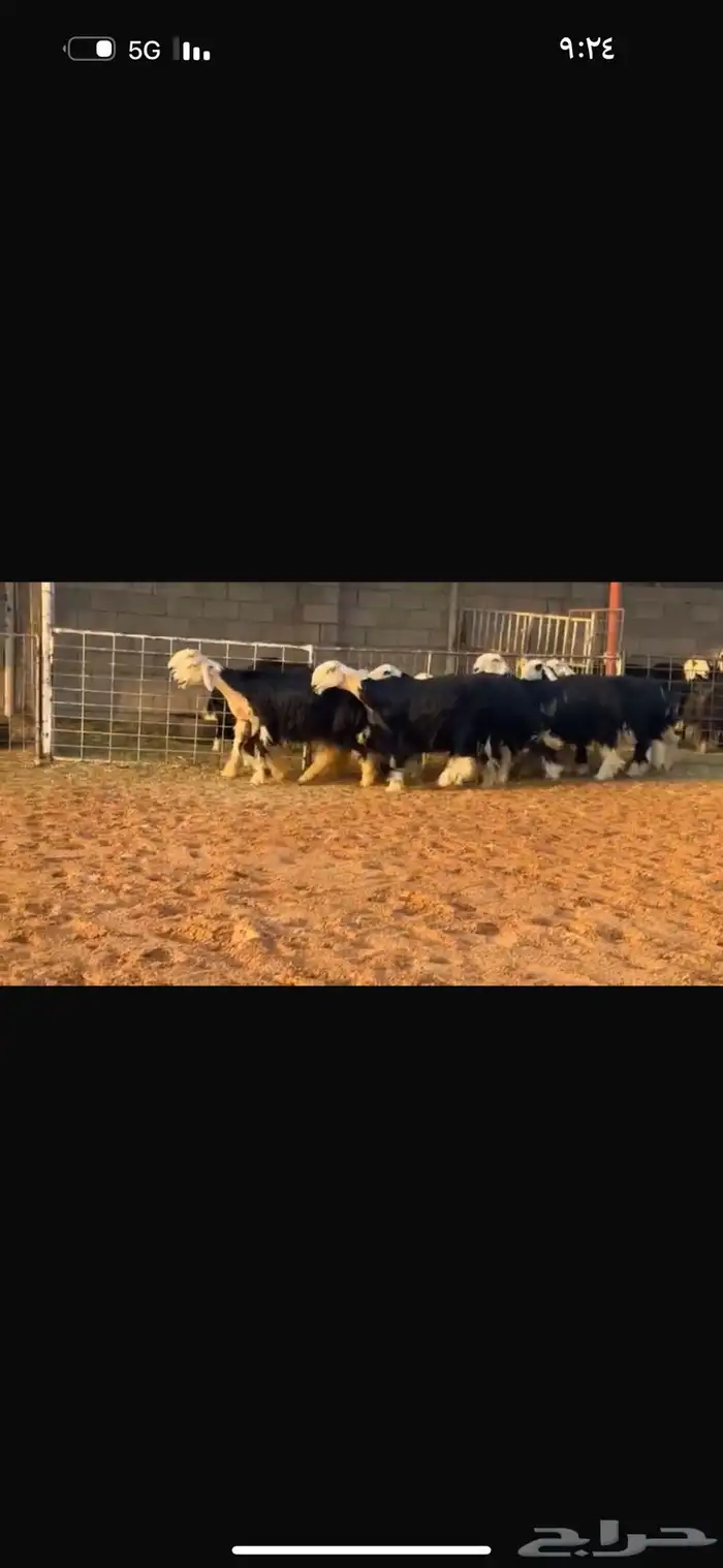 عرض بيع ثنوات وجذعات 3