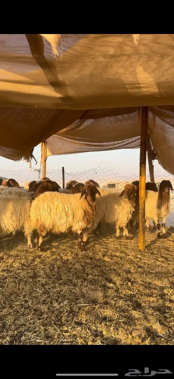 للبيع جذعات نعيم مراح واحد 0
