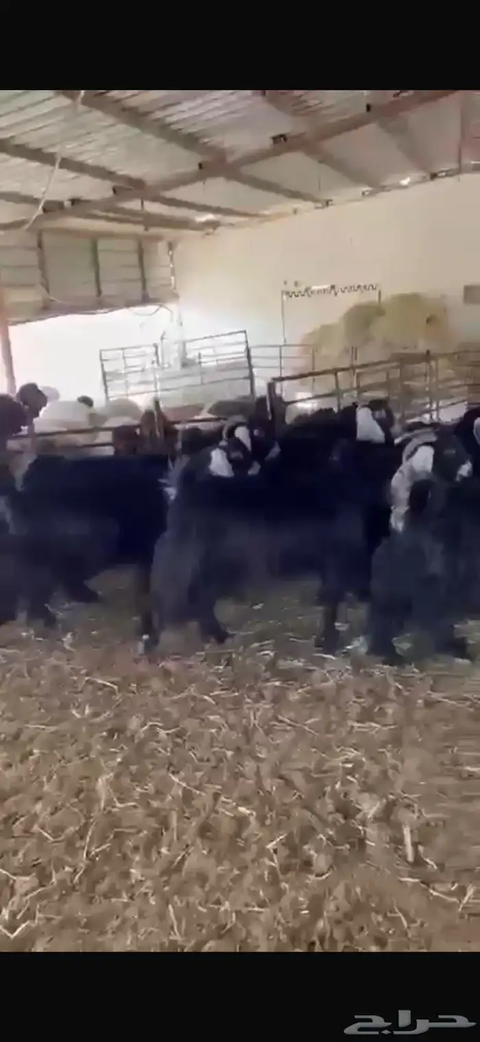 معزا عوارض دفيع شرط للبيع 2