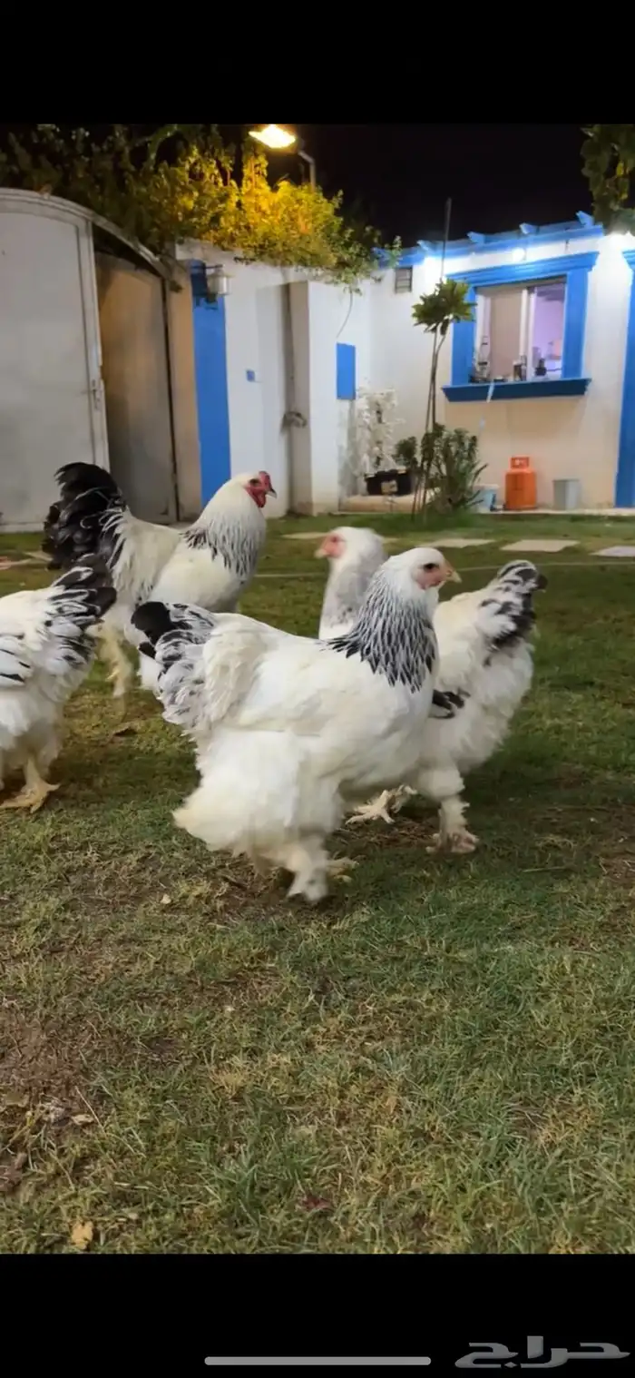 براهما 0