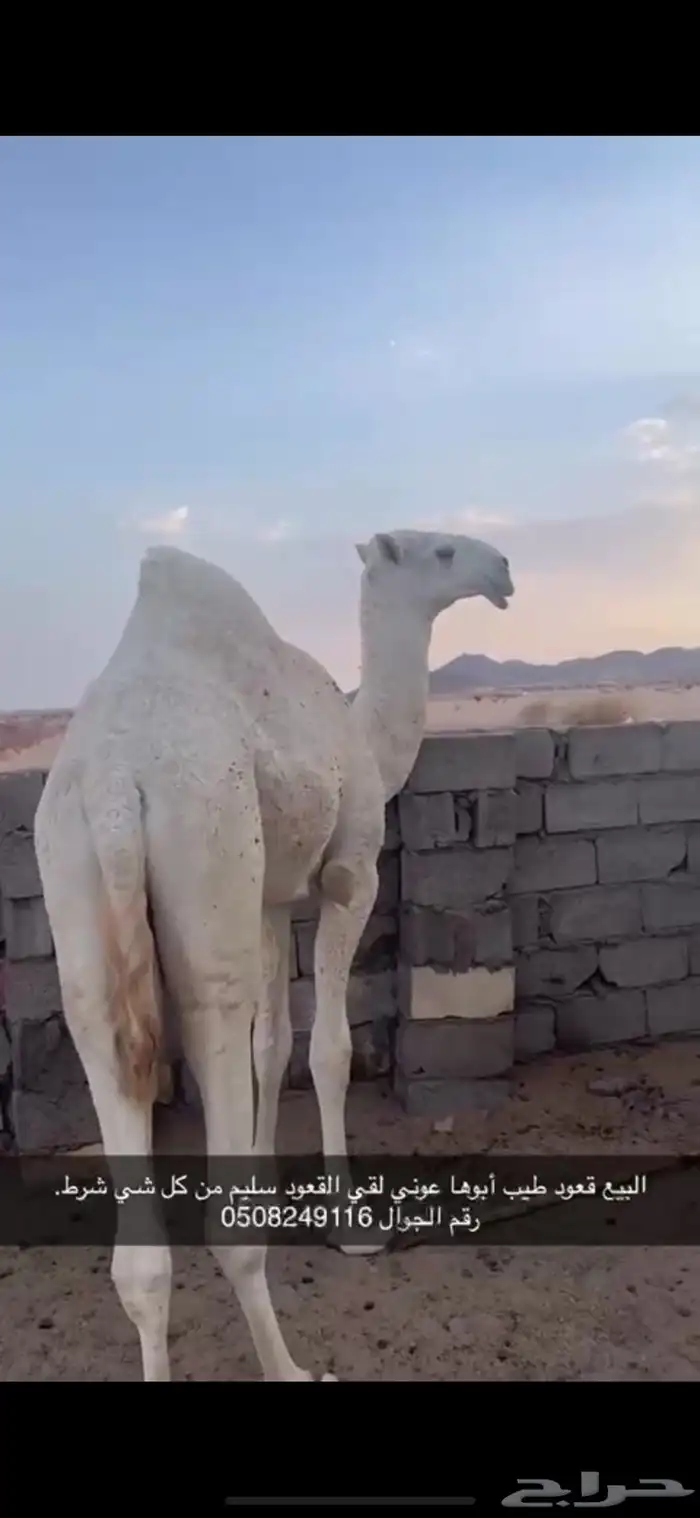 قعود البيع طيب عمرها ثلاث سنين ونص 0